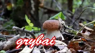 GRYBAI, GRYBAI, GRYBAI /MUSHROOMS  / HD - STARt