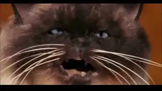 cat in the toilet kot na sedesie #cat #funny #wc #toilet #toytoy #music