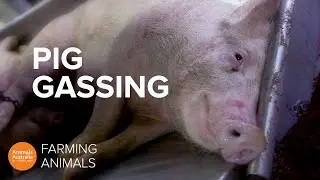 Why pigs killed for meat are sent to gas chambers