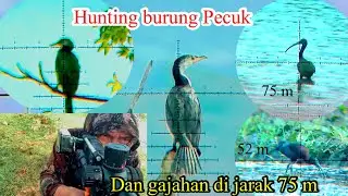Hunting burung gajahan dan berurung Pecuk