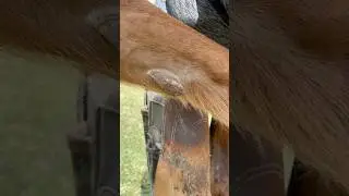 Trimming a Large Chestnut on a Draft Horse #satisfying #oddlysatisfying #farrier #horse