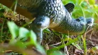 A Big Dinosaur Encounters Another Dinosaur