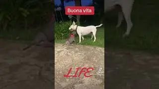 Le adozioni del ❤️, LIFE torna a vivere, la sua seconda vita.