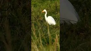 Great Egret #greategret #birds #Shorts