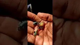 ഭംഗിയുള്ള ഡ്രാഗൺ ഗപ്പികൾ 🥰🥰🥰
