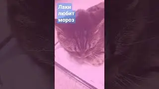 лаки любит зиму