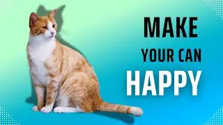 Top 5 Tips for a Happy Cat