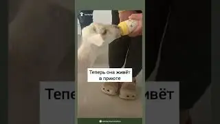 Спасение козы