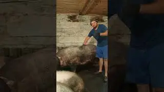 #деревня#колхоз#хозяйство#поросята#ветеринария#