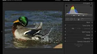 Yellow Wood Guiding - Wildlife Composition Part 1