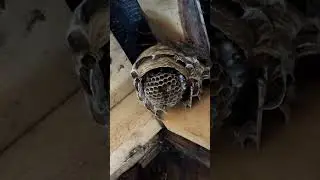 как убрать гнездо шершней?