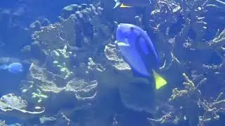 España - Valencia - Oceanografic