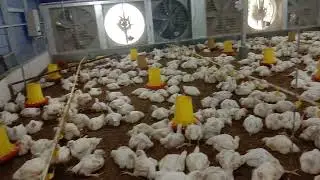 LEBIH CEPAT PANEN,TERNAK AYAM INI HASIL LEBIH BANYAK