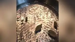 Resep Nasi Briyani ala gue 😂 (garam masala buat sendiri)