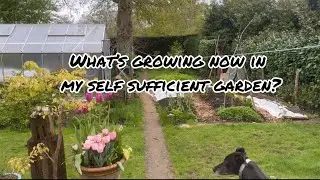 A cold spring but what’s growing in my self-sufficient garden?