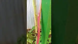 заботимся о малине.