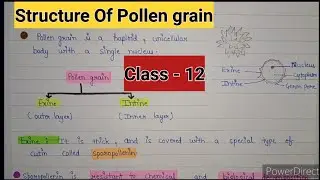 Structure of pollen grain | Structure of pollen grain class 12 | sexual reproduction in plants
