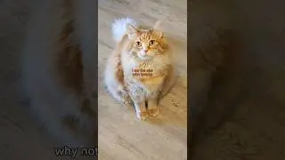 Walter Orange 😎 #cat #catt #catlover #animals #cutecat #catvideos #cute #pet #funny