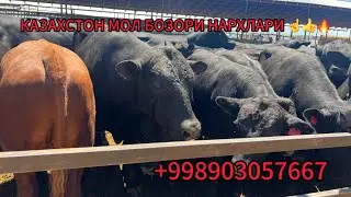 КАЗАХСТОН МОЛ БОЗОРИ НАРХЛАРИ ☝️👍🔥
