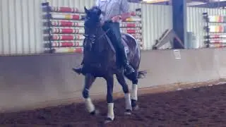 Zarah Breeding Studbook Name Estrada Traimning at Belcam