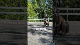 Dog vocal🐾#therian #quadrobics #животные #кисячерри #nature #собака #quadrobics #therianthropy
