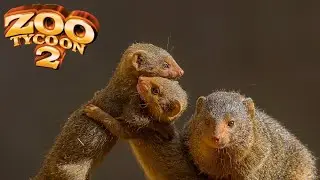 Dwarf Mongoose Exhibit Speed Build - Zoo Tycoon 2