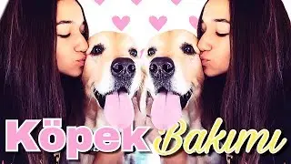 Köpek Bakımı Hakkında Sık Sorulan Sorular | Azra Şengül