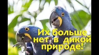 На грани вымирания!