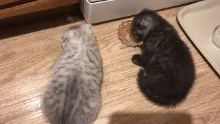 Котята-нас  2!🐈🐈❤️