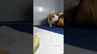 Guinea Pig Rumble Strutting