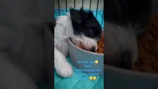 Чуткий сон😁Звук открывающегося пакета творит чудеса😁😊              У нас для вас есть малыши бивера