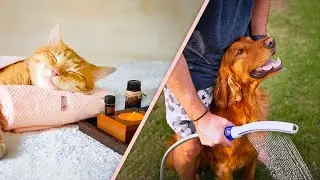 15 Grooming Tools to Clean Your Pet at Home