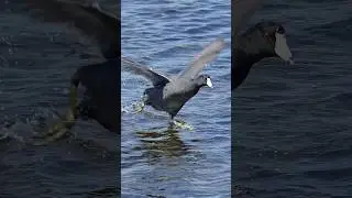 Have you ever seen a bird walk on water?