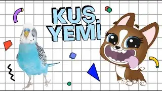 MİNŞLER KUŞ YEMİ TADIYOR