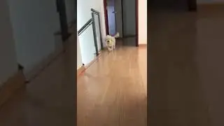 Cachorro jugando con la pelota