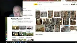 Железов Валерий   Вебинар 113 ч 8  О черешне на подвое ВП 1