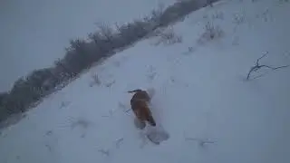 Охота на зайца с русскими гончими