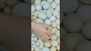 皮蛋的经典做法必然少不了一道青椒皮蛋，咸香微辣的口感，十分下饭！#shorts #centuryeggs #cookingchannel  #滇西小哥
