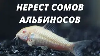 Нерест сомов альбиносов