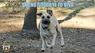 Saying Goodbye to Our Viva