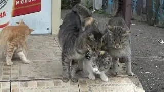 Котики