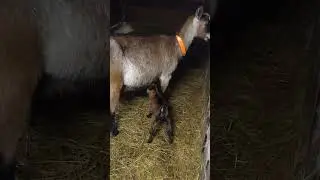 Очередной окот...