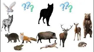 Forest Animal Sounds and Names Quiz for Kids