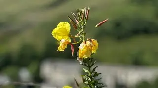 Самая знаменитая улица в Махачкале  !!! #грозный #махачкала