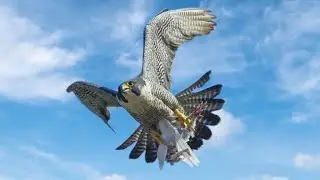 Эксклюзивные кадры!!! Сокол Сапсан в Атаке/ Exclusive footage Falcon Peregrine Falcon in Attack/