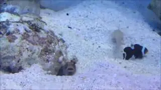 Trolling fish