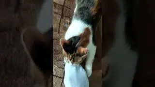 кошка леди