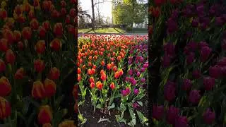 Севастополь парад #тюльпанов 10.04.2024 #shorts #short