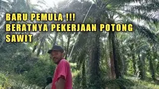 baru belajar potong buah sawit pokok tinggi, berat dan huh....