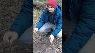 Как сделать запас мяса в лесу, следы